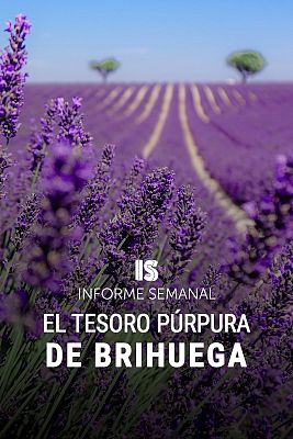 El tesoro púrpura de Brihuega