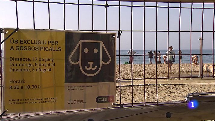 L'Informatiu - Dia de bany per als gossos pigall