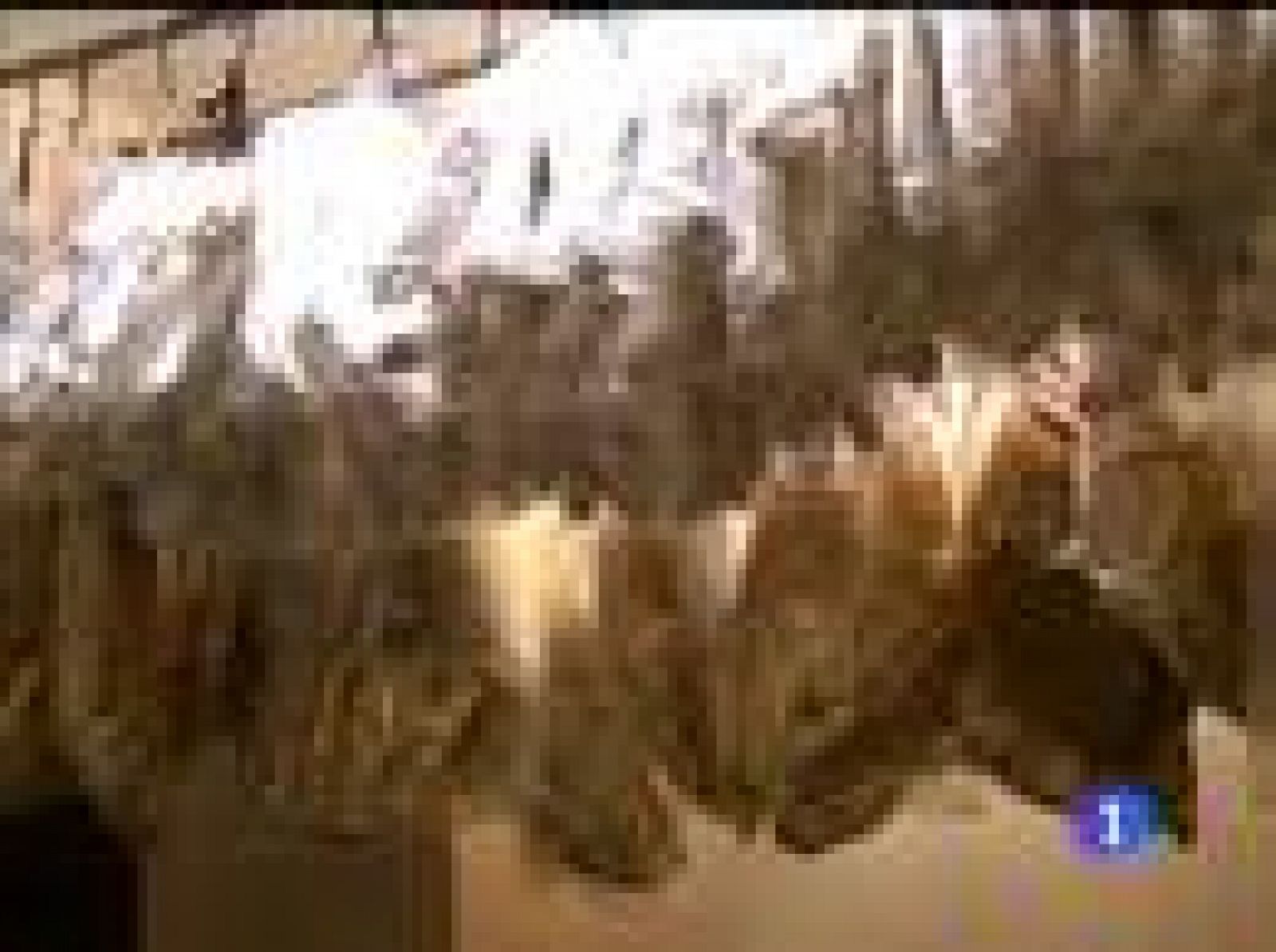 Comienza el año nuevo en China, este año el del tigre