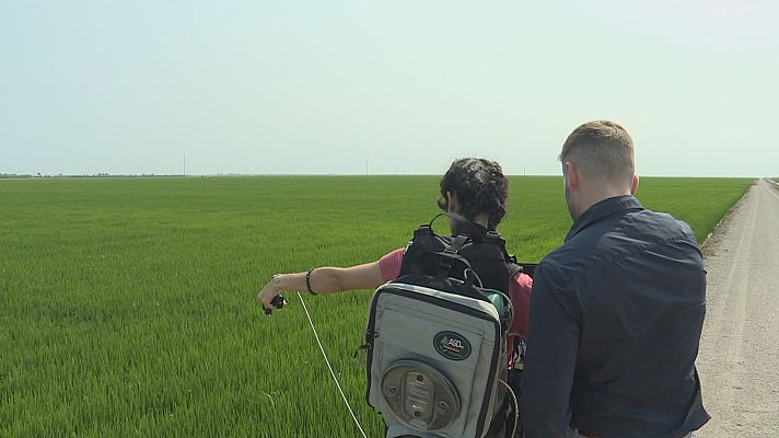 Noticias Andalucía - Proyecto Europeo EO4 Cereal Stress