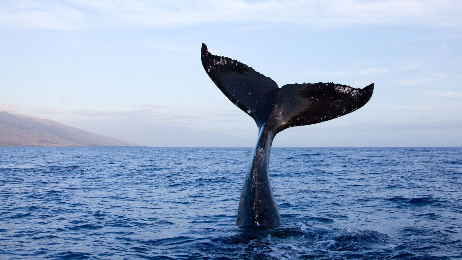 Mamíferos marinos cerca de las costas de España: muchos animales se acercan en temporada de pesca - Ver ahora