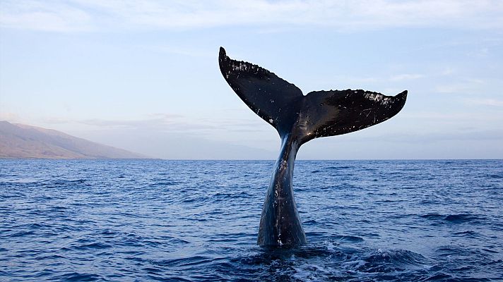La hora de La 1 - Mamíferos marinos cerca de las costas de España