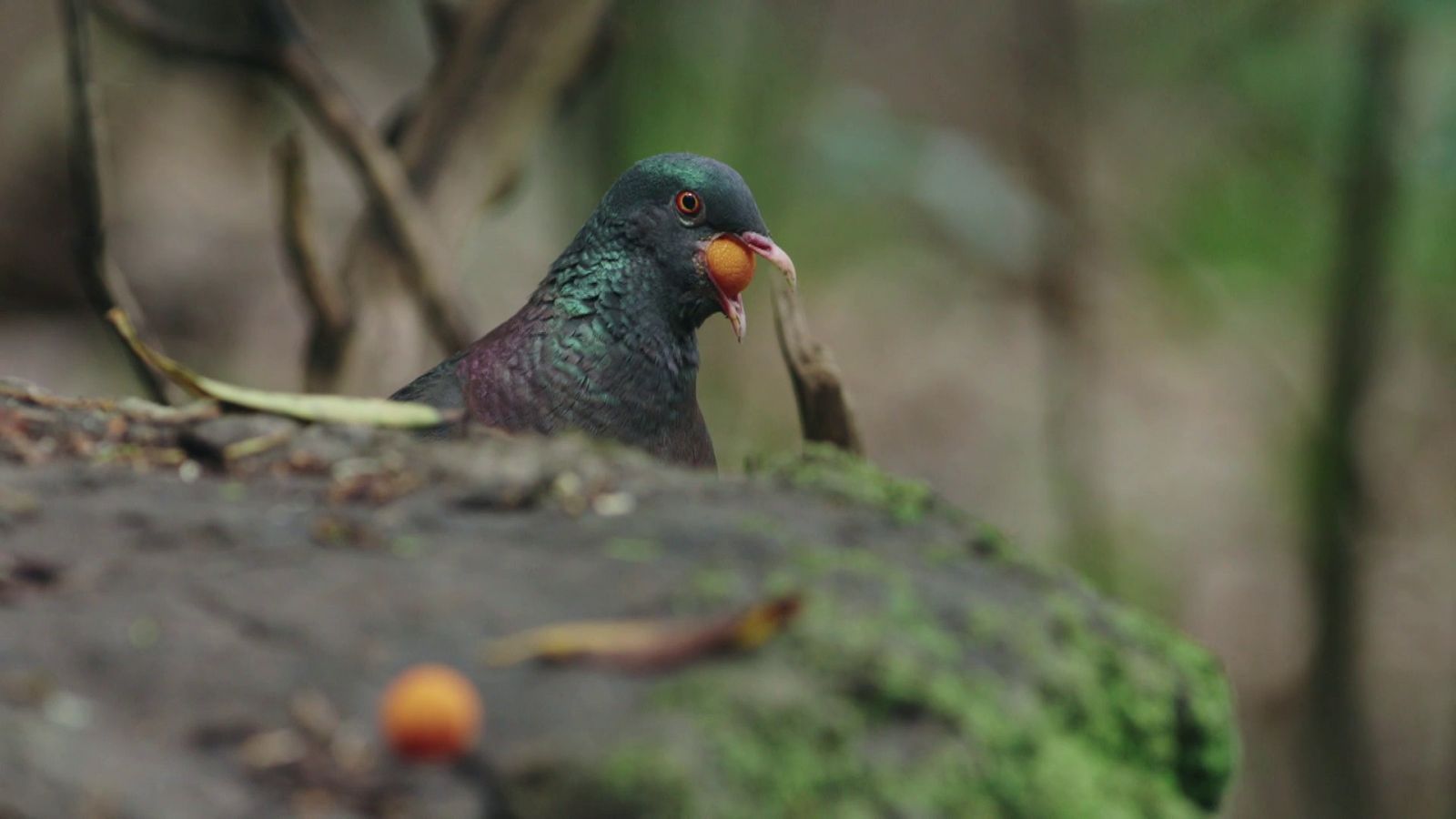 Somos documentales - Aves de Canarias - Documental en RTVE