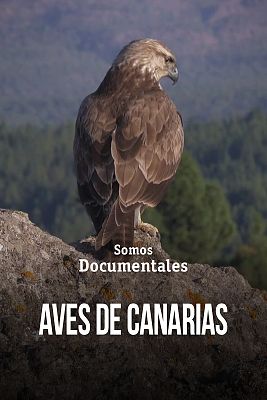 Aves de Canarias