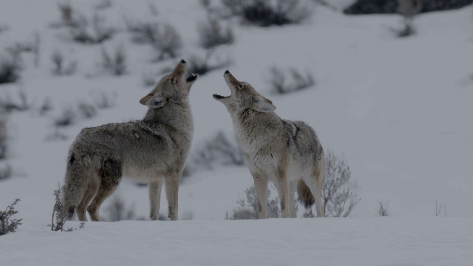 Somos documentales - El Coyote: El segundón de Yellowstone - Documental en RTVE