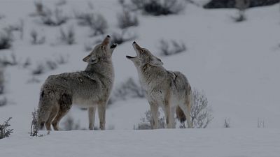 El Coyote: El segundn de Yellowstone