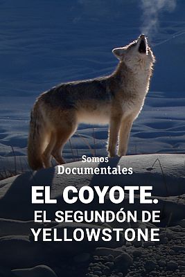 El Coyote: El segundón de Yellowstone