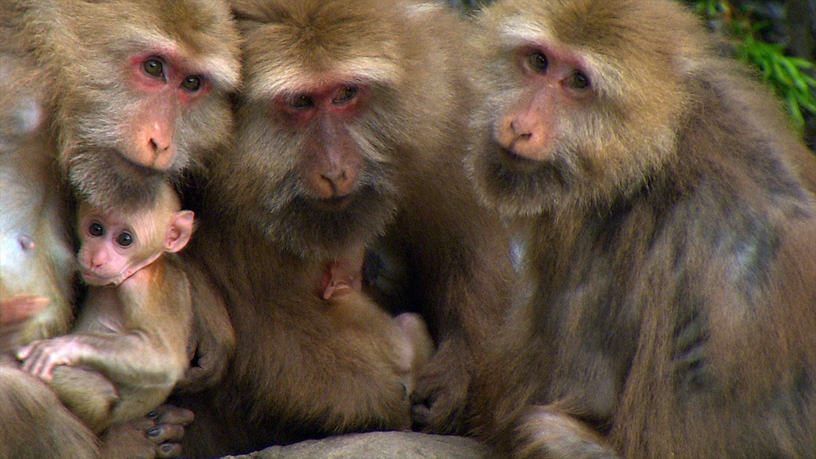 Somos documentales - Cosas de monos. Los macacos del Monte Huangshan - Documental en RTVE