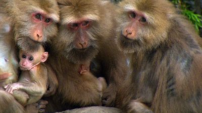 Somos documentales - Cosas de monos. Los macacos del Monte Huangshan - Ver ahora