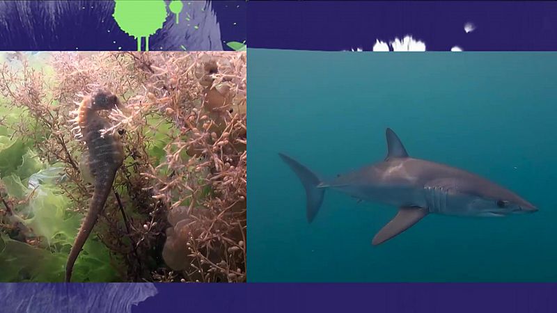 Objetivo Planeta - Caballitos de mar y tiburones - ver ahora