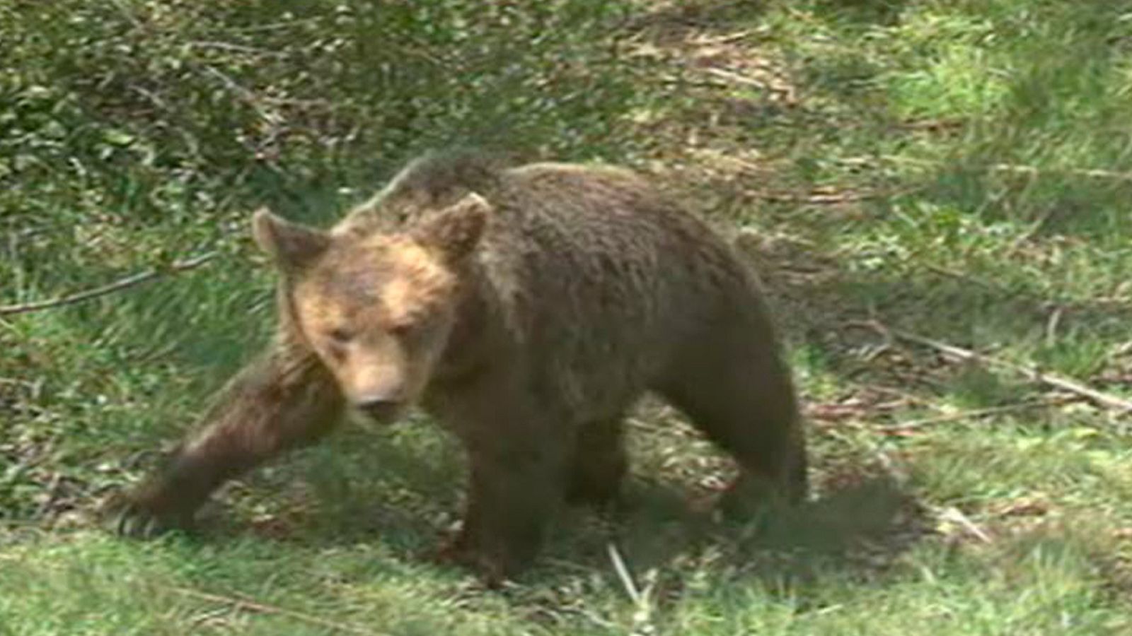 Arxiu TVE Catalunya - Teledues - Óssos