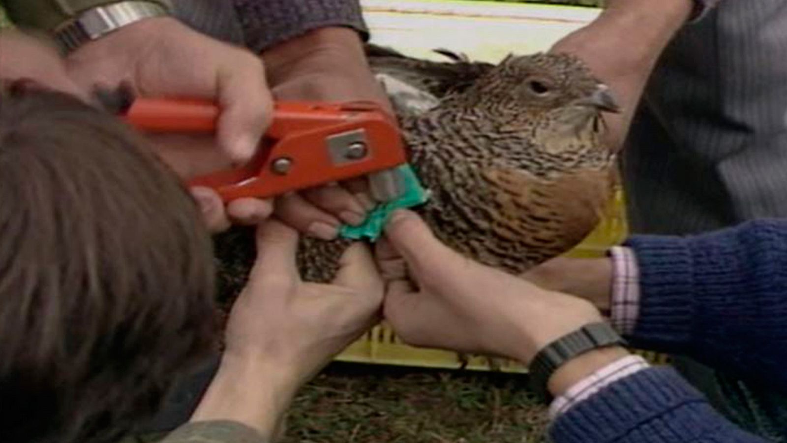 Arxiu TVE Catalunya - Teledues - Animals en perill d'extinció