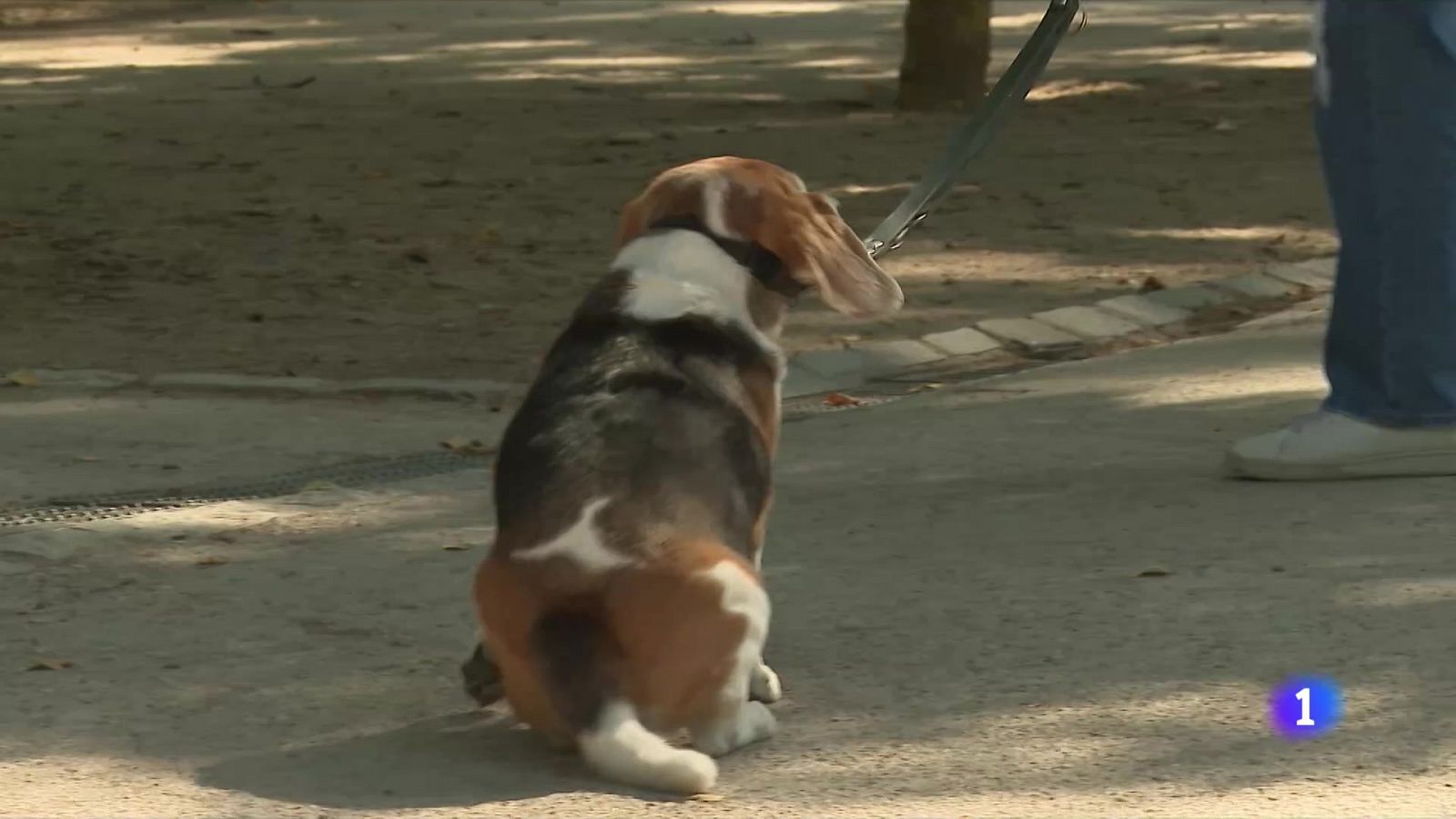 Consecuencias del calor en animales -RTVE.es