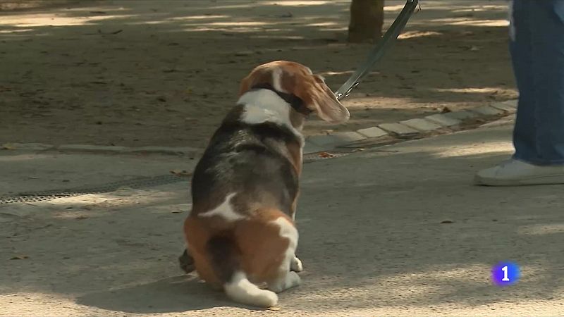 Consecuencias del calor en animales -Ver ahora