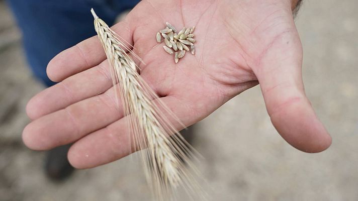 Rusia suspende el acuerdo del Mar Negro que permitía la exportación de cereal ucraniano 