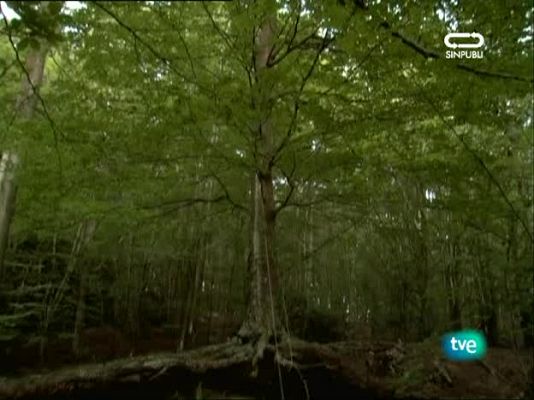 Metrópolis - 1001 noches con Metrópolis