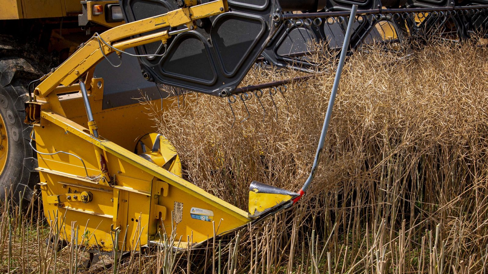 España registra la cosecha de cereal más corta del siglo con apenas 10 millones de toneladas