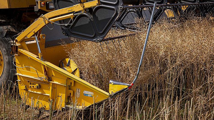 Telediario 1 - España registra la cosecha de cereal más corta del siglo con apenas 10 millones de toneladas