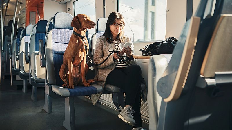 Turismo 'pet friendly': aumenta la demanda de servicios y alojamientos para viajar con mascotas