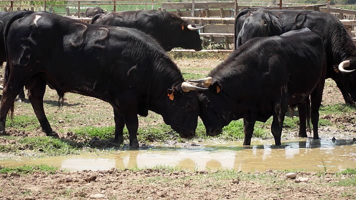 Tendido cero - Tendido cero - 22/07/23