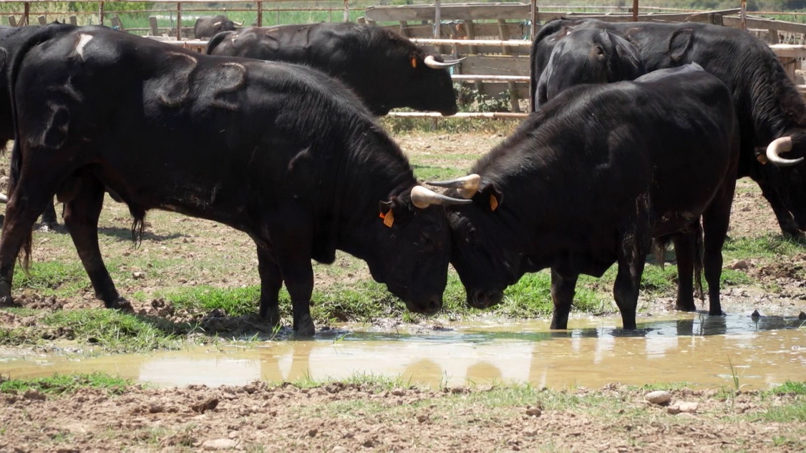 Tendido cero - 22/07/23 - ver ahora