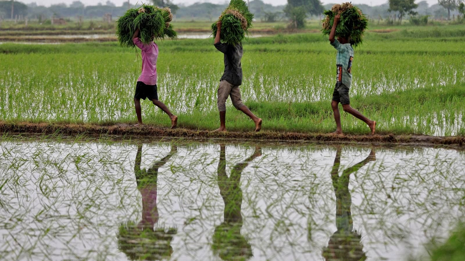 India prohíbe la exportación de arroz 