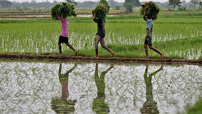 India prohíbe la exportación de arroz y ahonda aún más en la crisis alimentaria