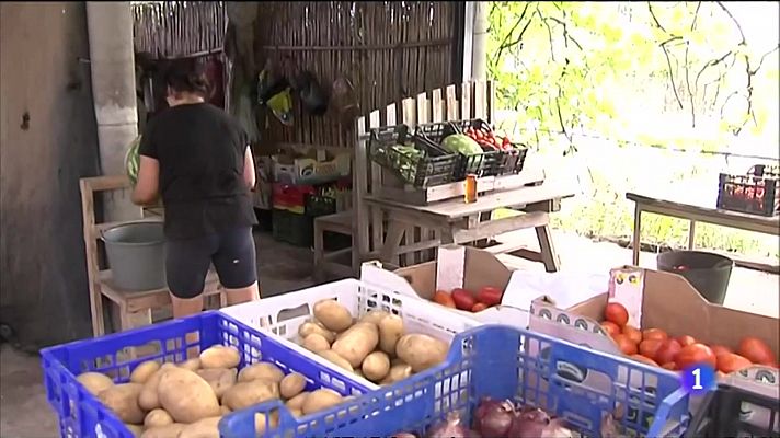 La collita d'enguany de melons s'ha reduït a la mitat