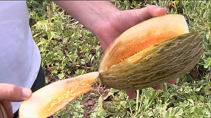 La collita d'enguany de melons s'ha redu�t a la mitat