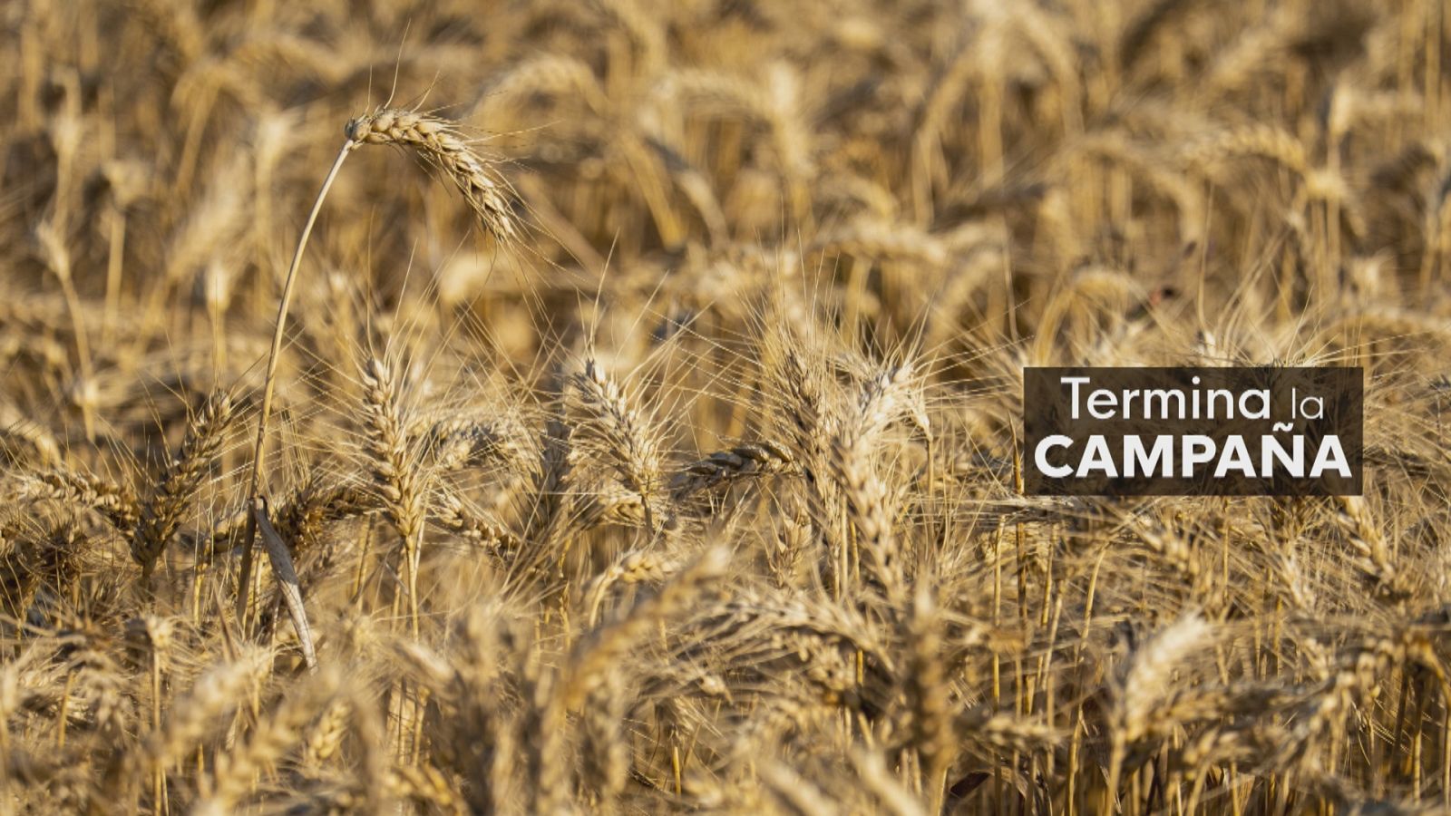 Cereal ante el reto de la sequía - Ver ahora