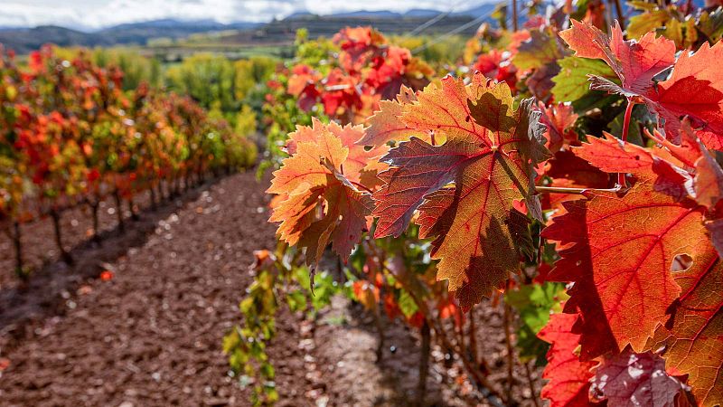 Las mujeres de La Rioja aprenden a pilotar drones para modernizar la agricultura de la regi�n