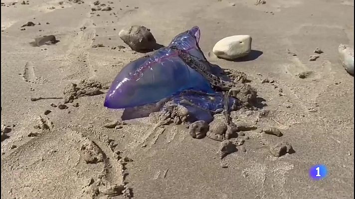 Panorama Regional - Panorama Regional - 26/07/23