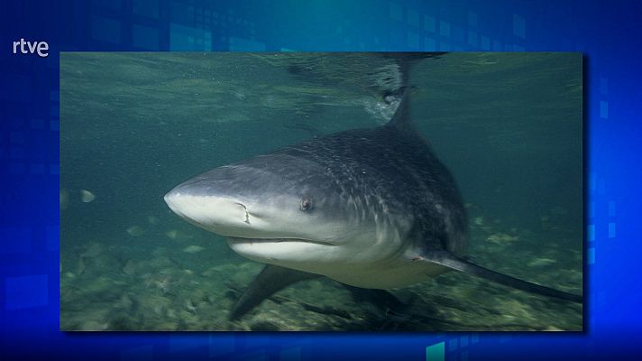 Saber y ganar - Saber y ganar. Edición de fin de semana - 06/08/23