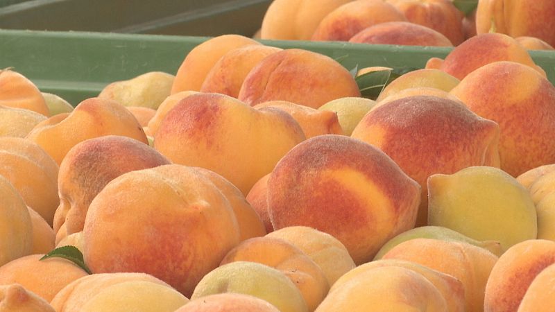 Agrosfera - 29/07/23 - ver ahora