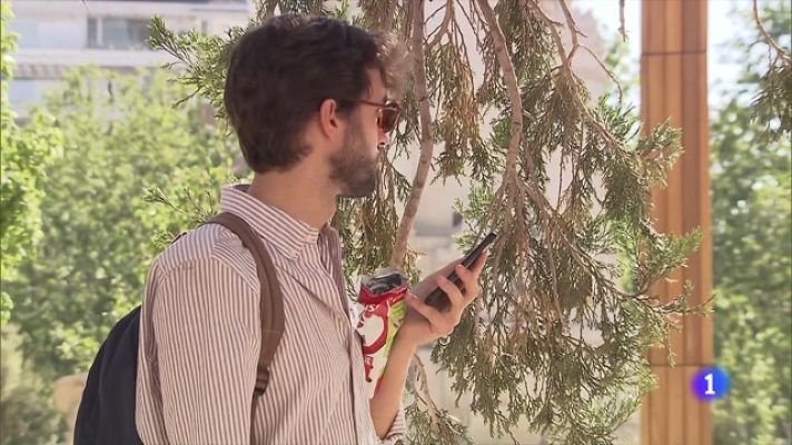 Telediario Fin de Semana - España, líder en el consumo de pipas de girasol