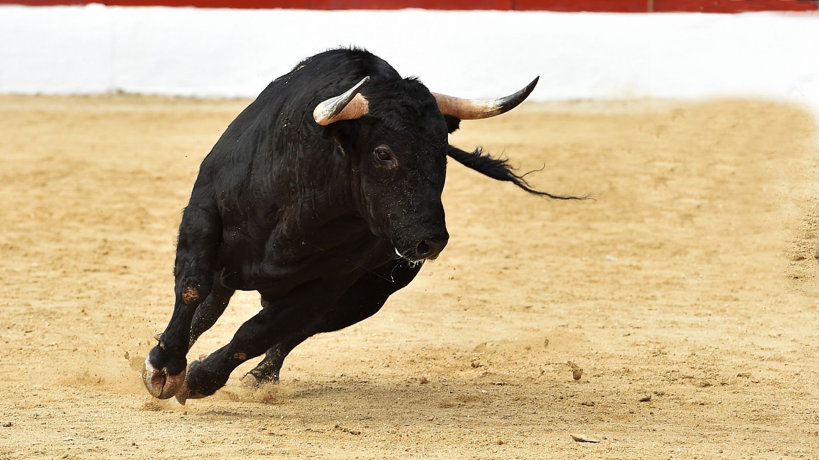 Sueltan nueve toros en unos 'bous al carrer' durante un pasacalles