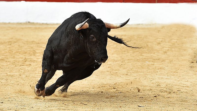 Susto en los 'bous al carrer': sueltan nueve toros durante el pasacalles con decenas de niños y jóvenes