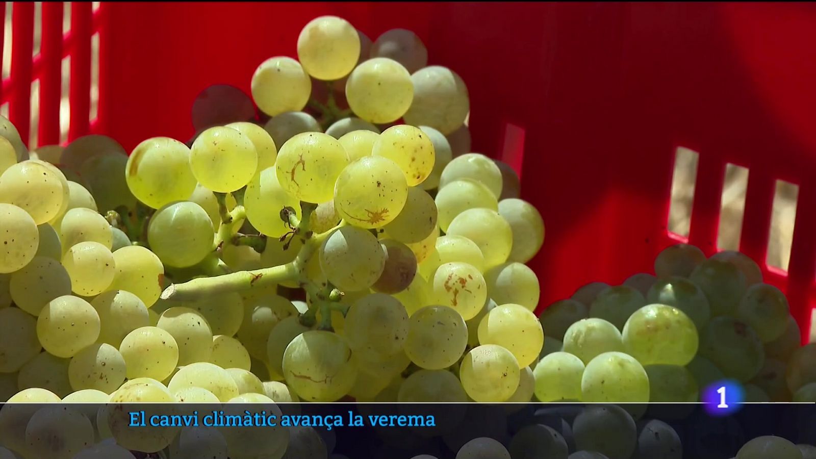 El canvi climàtic avança la verema - 01/08/23 - Veure ara