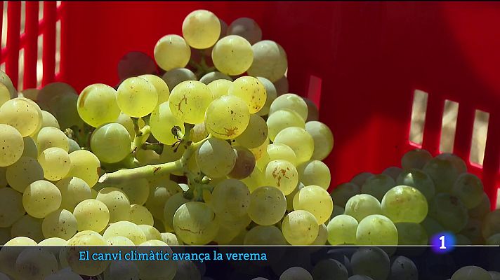 Informatiu Balear - El canvi climàtic avança la verema