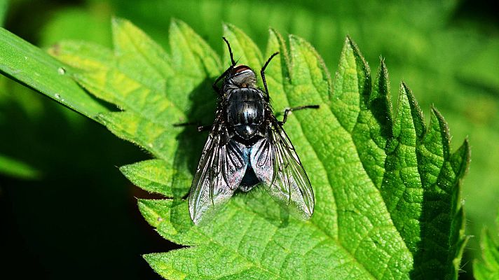 Telediario 2 - Alerta por la mosca negra en España