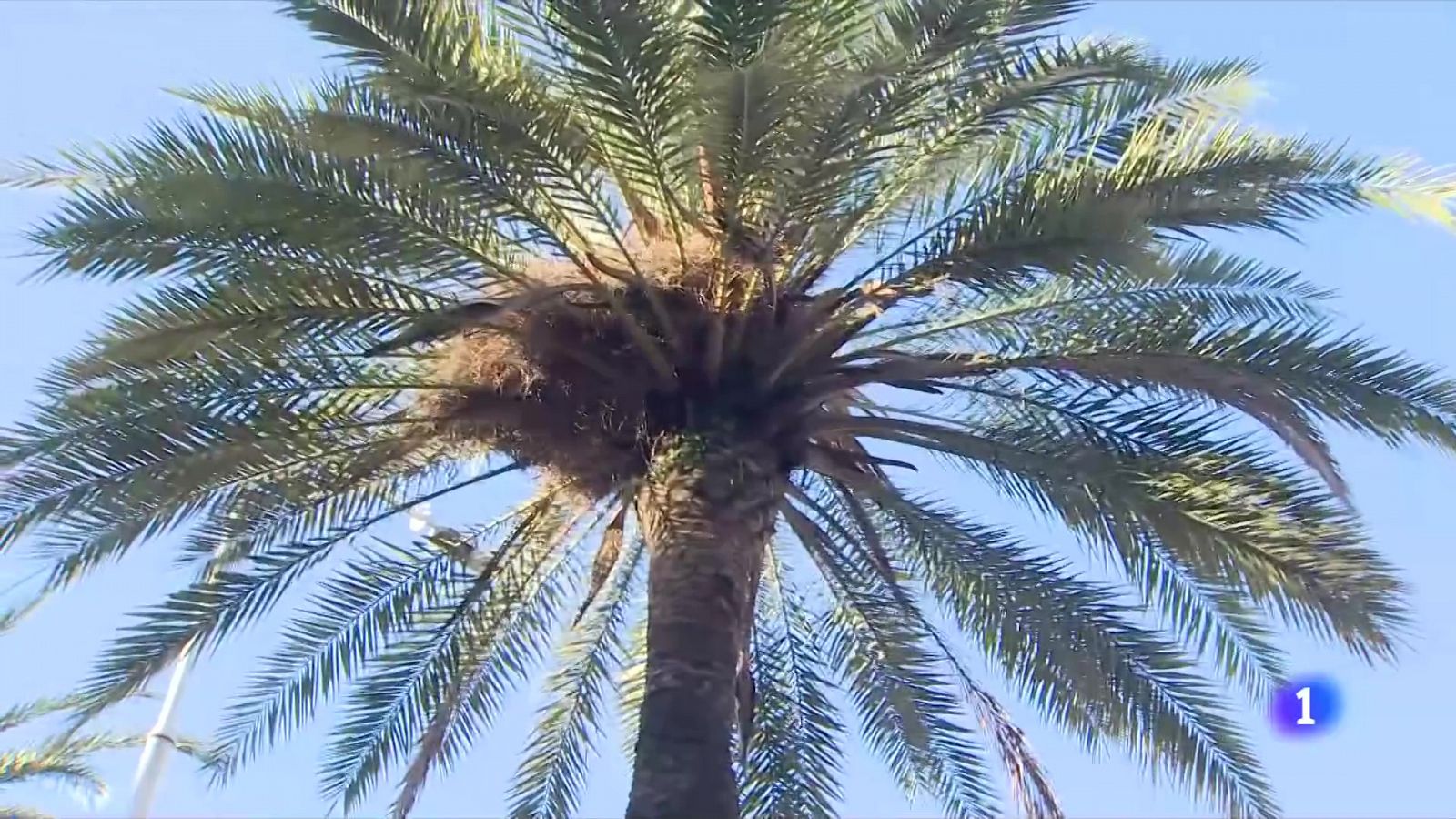 L'Ajuntament no s'explica per què va caure la palmera