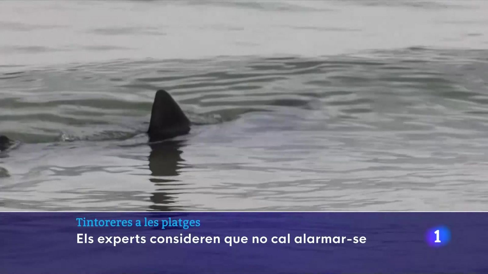 Presència de tintoreres a les platges catalanes