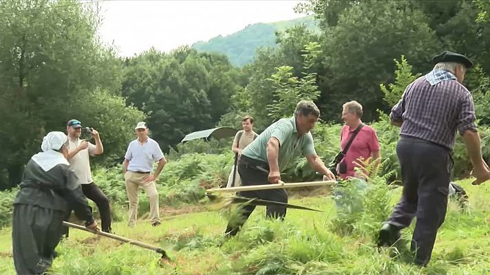 La siega traidicional vuelve al valle de Araiz a través de visitas guiadas en las que recrean su técnica