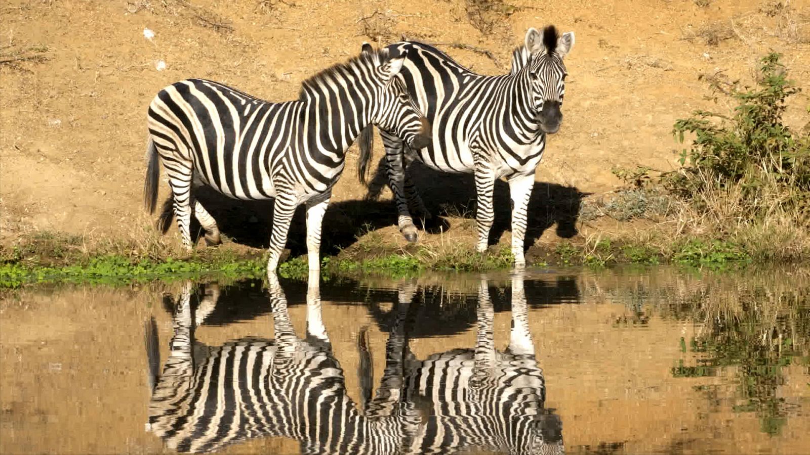 Somos documentales - La cebra afortunada - ver ahora
