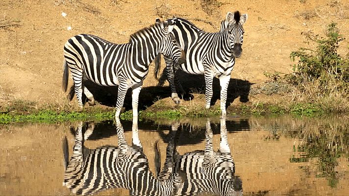 Somos Documentales - La cebra afortunada