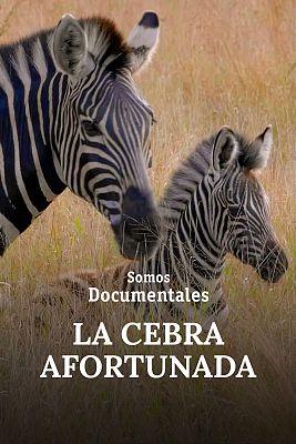 Somos Documentales - La cebra afortunada