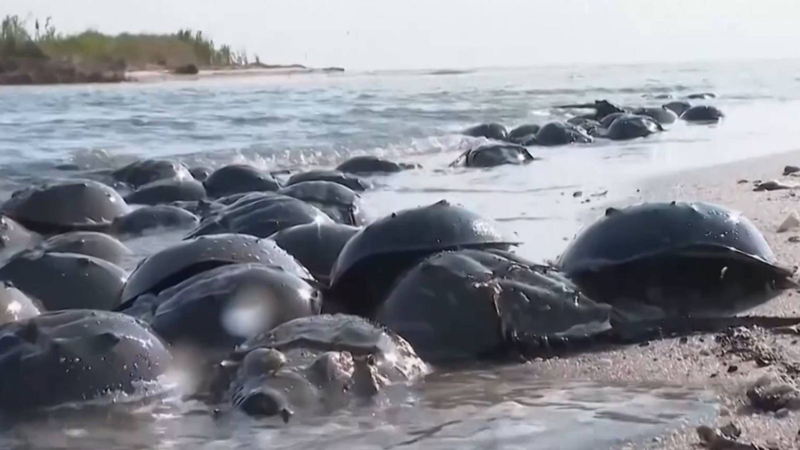 La sangre de los cangrejos herradura, fundamental en biomedicina | Ver