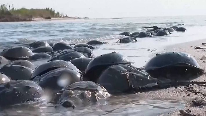 Telediario 2 - La sangre de los cangrejos herradura, fundamental en biomedicina