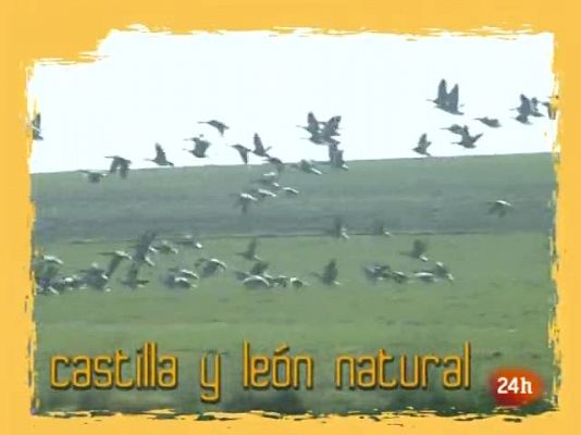 Natural - Llega la "slow food"