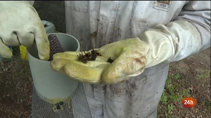 L'Informatiu - La producció de mel es desploma per culpa de la vespa asiàtica